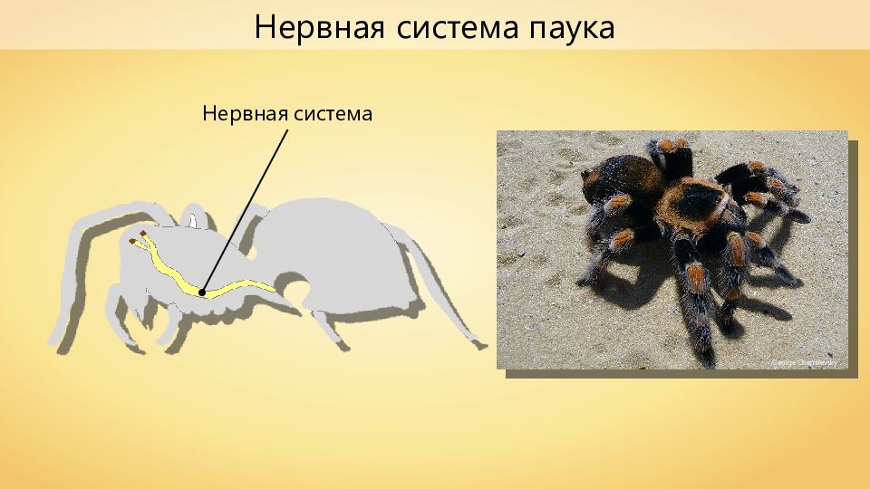 Паукообразные 8 класс биология. Нервная система паукообразных 7 класс. Нерв система паукообразных. Строение паукообразных нервная система. Строение нервной системы паука.