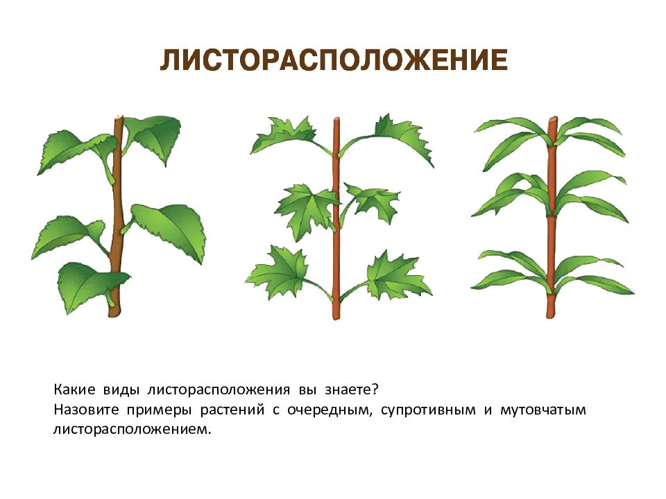 Какие виды листорасположения вы знаете