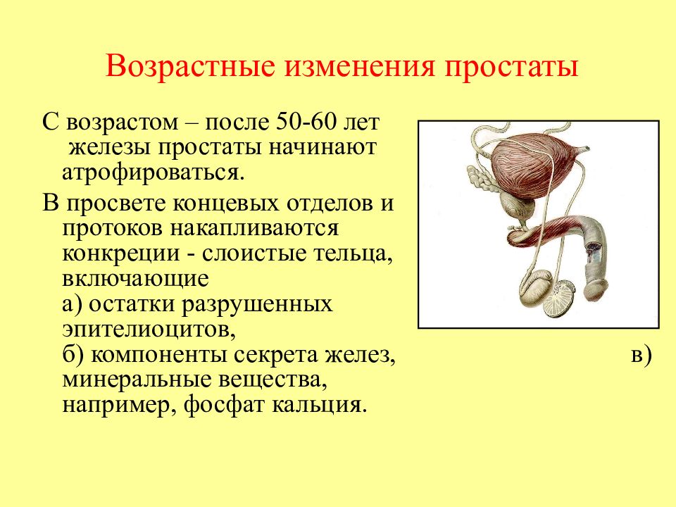 Предстательная железа у мужчин после. Возрастные изменения предстательной железы. Функции предстательной железы анатомия. Предстательная железа – строение, функции. Возрастные изменения.. Предстательная железа топография строение.