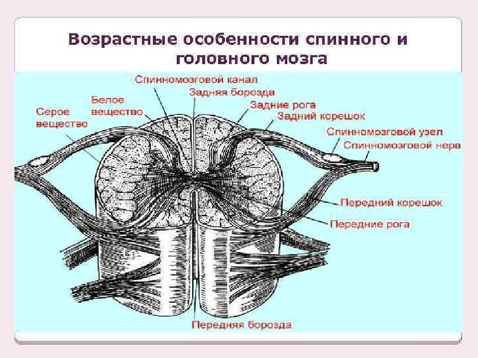 строение и функции спинного мозга 8 класс биология. и каналом спинного мозга головной. наружное строение спинного мозга. и каналом спинного мозга головной. спинной мозг тело позвонка.