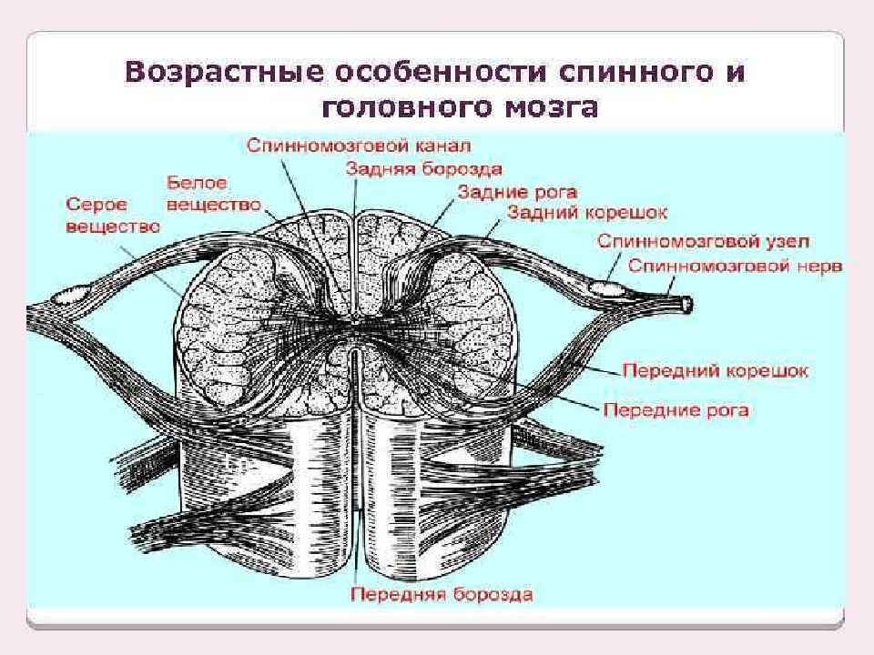 Передние и задние рога сегментов спинного. Возрастные изменения спинного мозга. Характеристика спинного мозга.