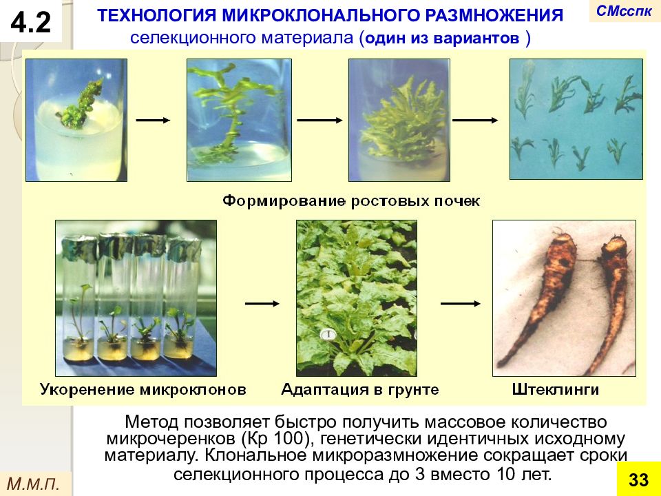 Микроклональное размножение растений презентация