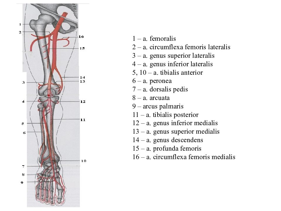 Магистральные артерии нижних конечностей. Артерии нижних конечностей анатомия схема. Артерии нижней конечности. Сосуды нижних конечностей.