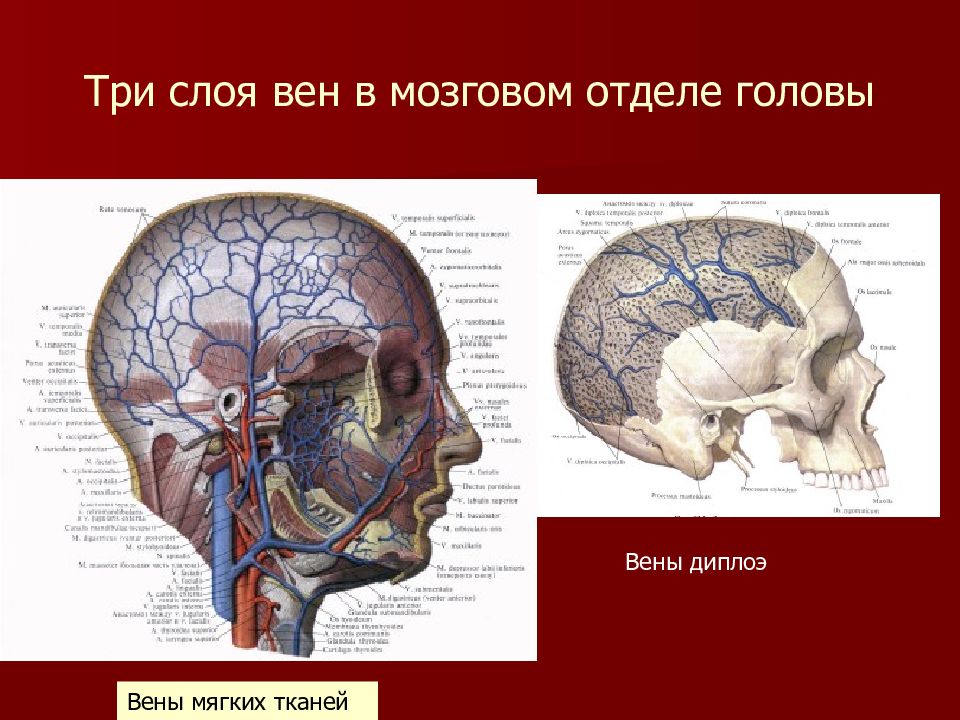 Топографическая анатомия головы презентация