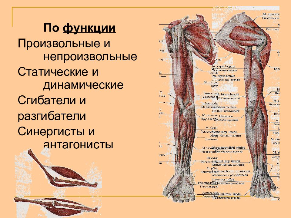 Мышцы разгибатели. Мышцы человека сгибатели разгибатели. Классификация мышц сгибатели разгибатели. Схема мышцы сгибатели и разгибатели. Мышцы сгибатели бедра анатомия.