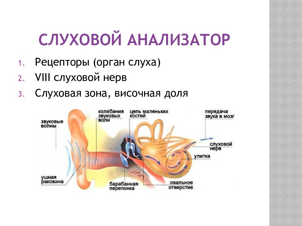 Анализаторы и органы чувств презентация 8 класс