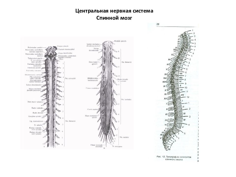 Центральный отдел нервной системы спинной мозг. Центральная нервная система спинной мозг. Анатомические рисунки ЦНС (головной и спинной мозг).. Нервная система спинной мозг рисунок.