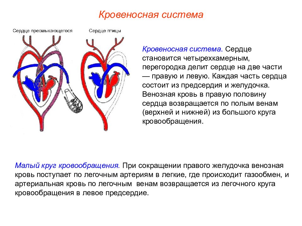 Сердце птиц. Кровеносная система сердца. Кровеносная система ресдце. Строение сердца.