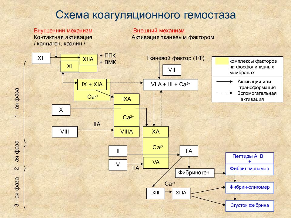 Свертывающая и противосвертывающая система крови презентация