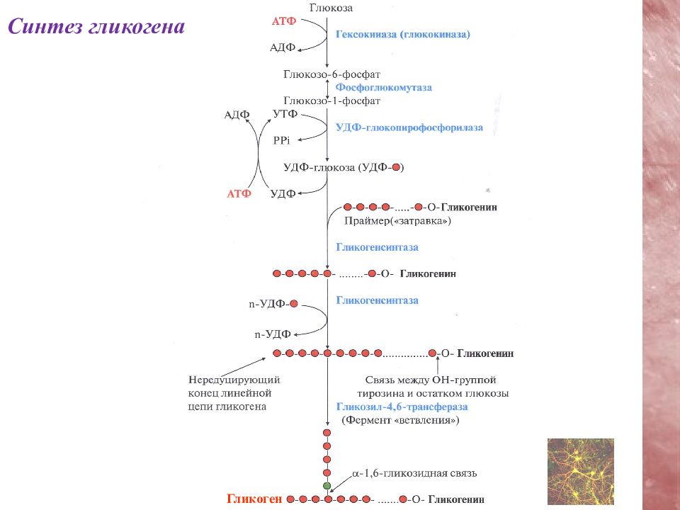 Схема синтеза гликогена