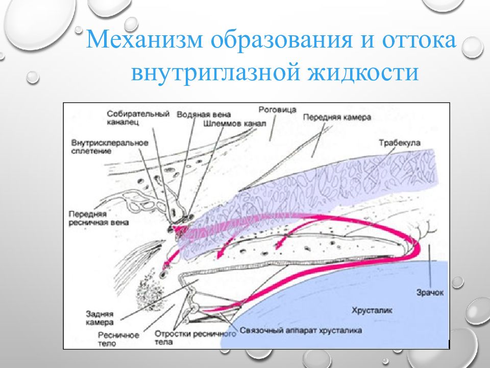 Отток жидкости. Механизм оттока внутриглазной жидкости. Схема оттока внутриглазной жидкости. Глаукома пути оттока внутриглазной жидкости. Увеосклеральный путь оттока внутриглазной жидкости.