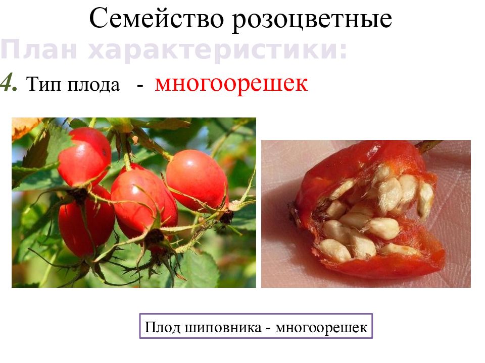 Презентация по биологии 6 класс семейство крестоцветные и розоцветные