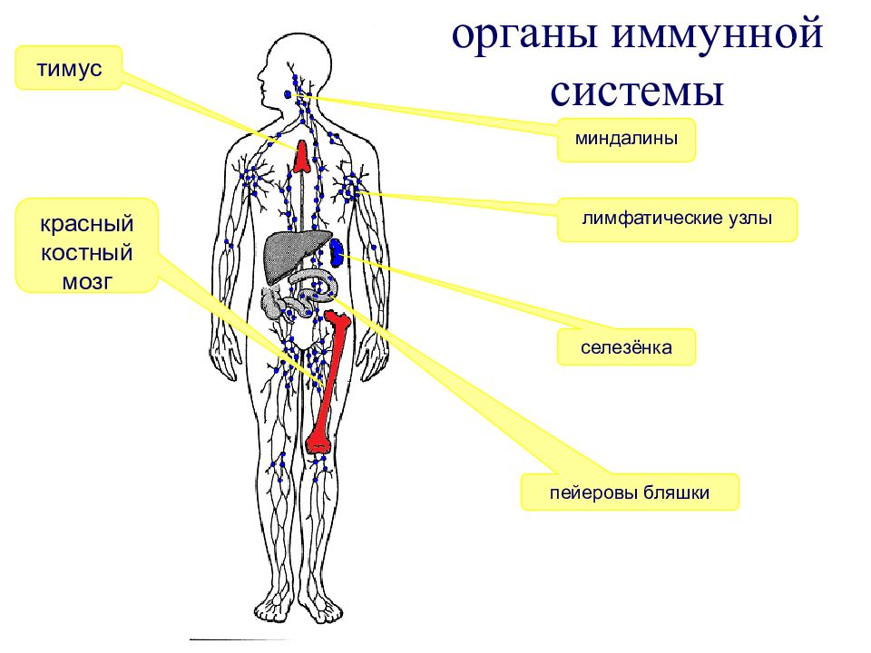 Органы кроветворения схема