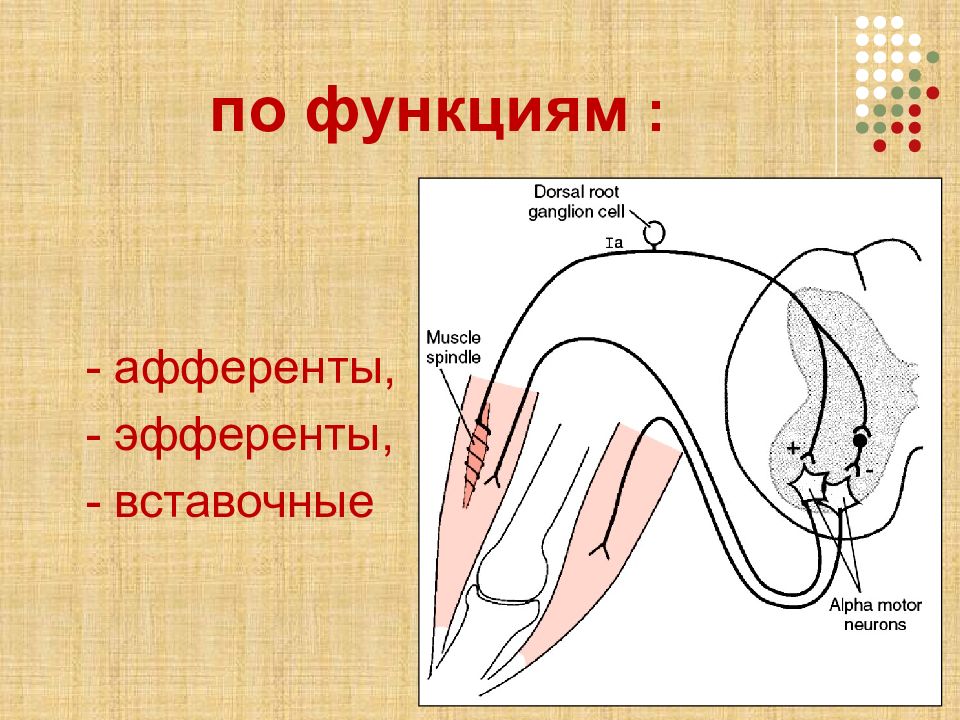 Физиология цнс презентация