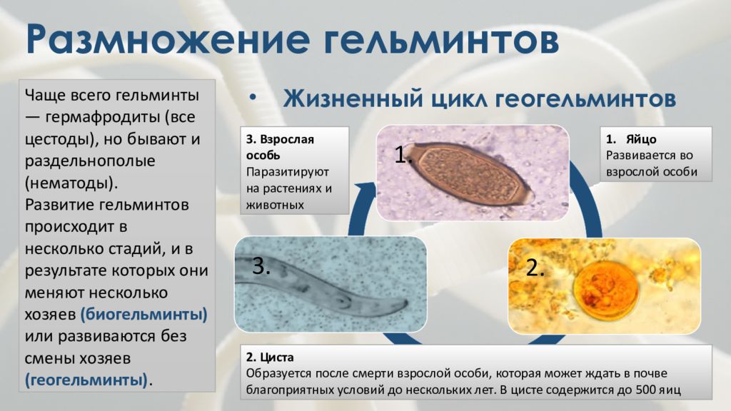 Гельминт как получить