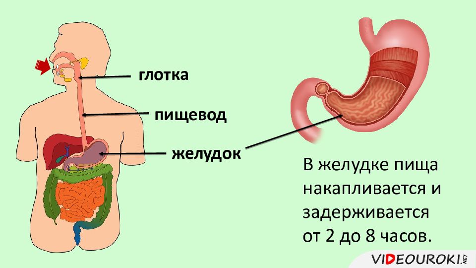 Почему стоит желудок. Пищеварение в полости желудка. Пищеварение в ротовой полости и в желудке. Пищеварительные процессы в желудке. Процессы пищеварения в ротовой полости и желудке.