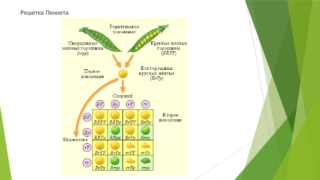 Схема полигибридного скрещивания. Полигибридное скрещивание. Решетка Пеннета. Решетка Пинета полигибридное скрещивание. Решетка Пеннета биология.