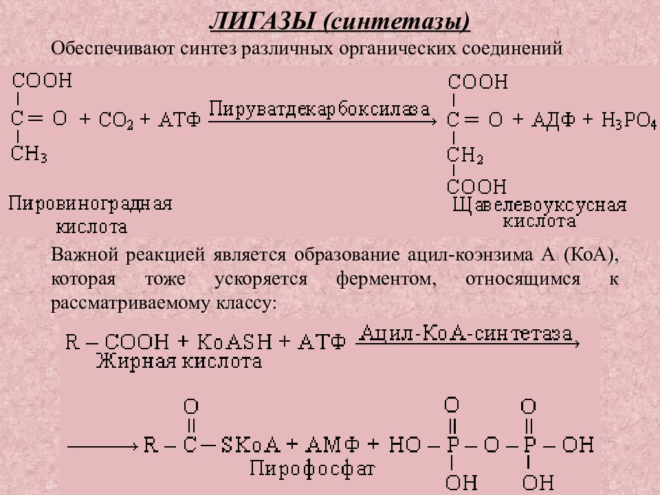 Лигазы это. Лигазы синтетазы. Лигаза фермент функции. Лигазы примеры реакций. Лигазы биохимия.