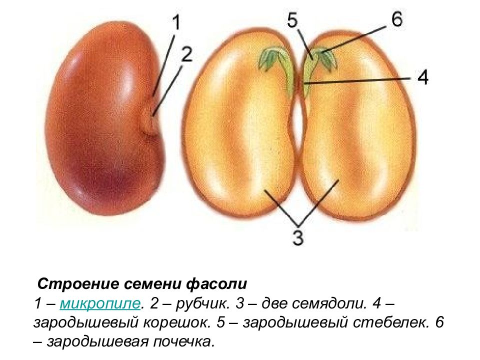 Покажите стрелками и подпишите на рисунке семенную кожуру семядоли зародышевый стебелек