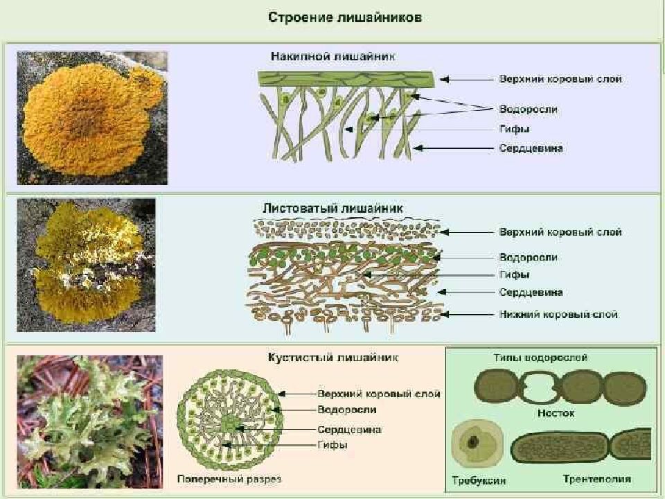 Грибы