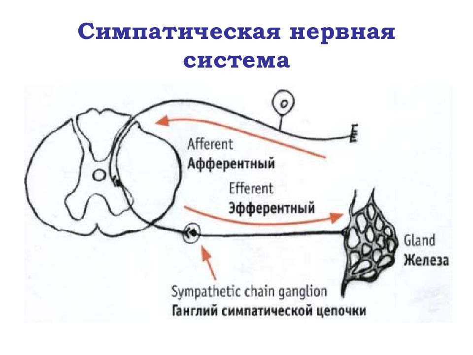 Центры симпатической нервной системы находятся