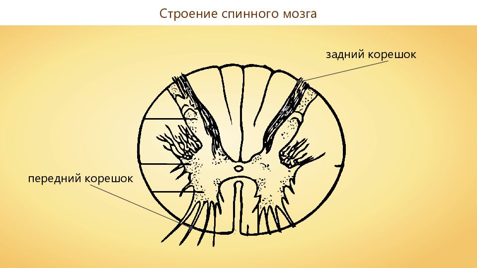 Корешки спинного мозга. Спинной мозг. Передняя белая спайка спинного мозга. Передняя спайка заднего корешка. Удвоение спинного мозга.