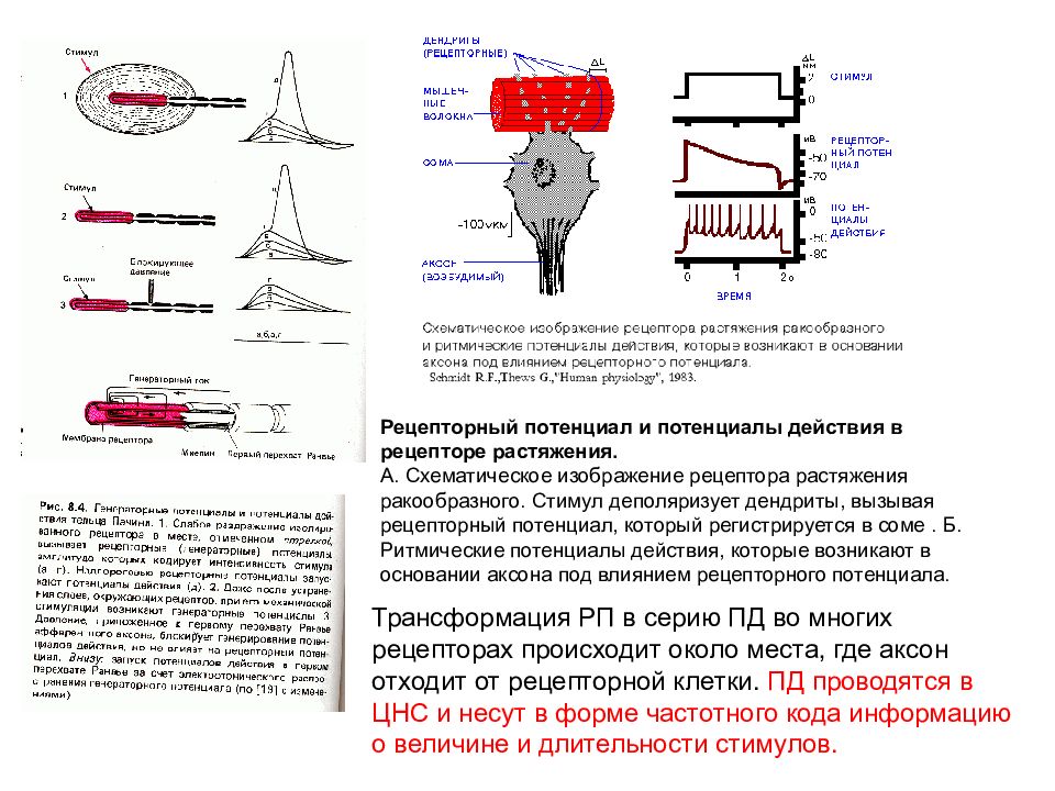 Рецепторный потенциал это. Рецепторный потенциал. Рецепторы растяжения. Свойства рецепторного потенциала. Рецепторный потенциал и потенциал действия.