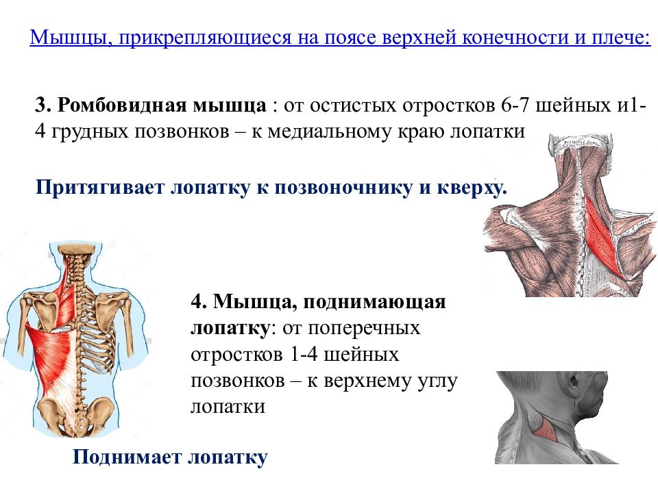 Мышца поднимающая лопатку. Мышца поднимающая лопатку прикрепление. Мышца поднимающая лопатку антагонисты. Мышца поднимающая лопатку спины анатомия. Мышцы спины мышца поднимающая лопатку.