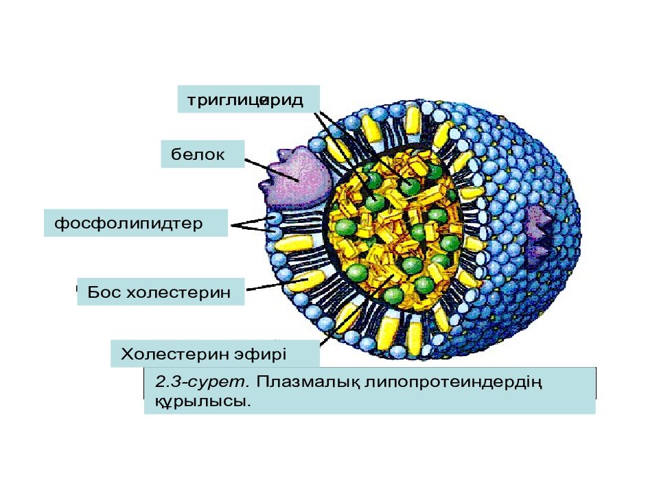 Липидтер алмасуы презентация