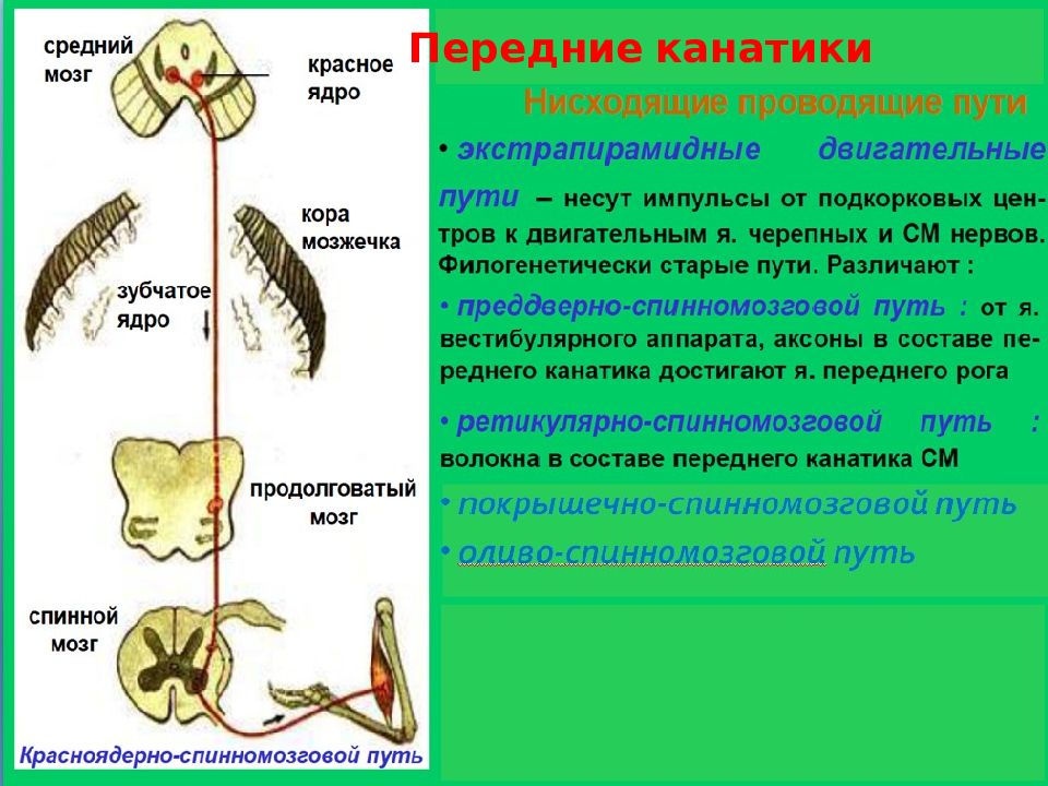 Корково спинномозговой путь схема