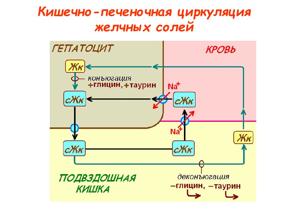 Желчных солей. Кишечно-печеночный кругооборот веществ.. Кишечно печеночная циркуляция. Кругооборот желчных кислот. Круговорот желчных кислот.