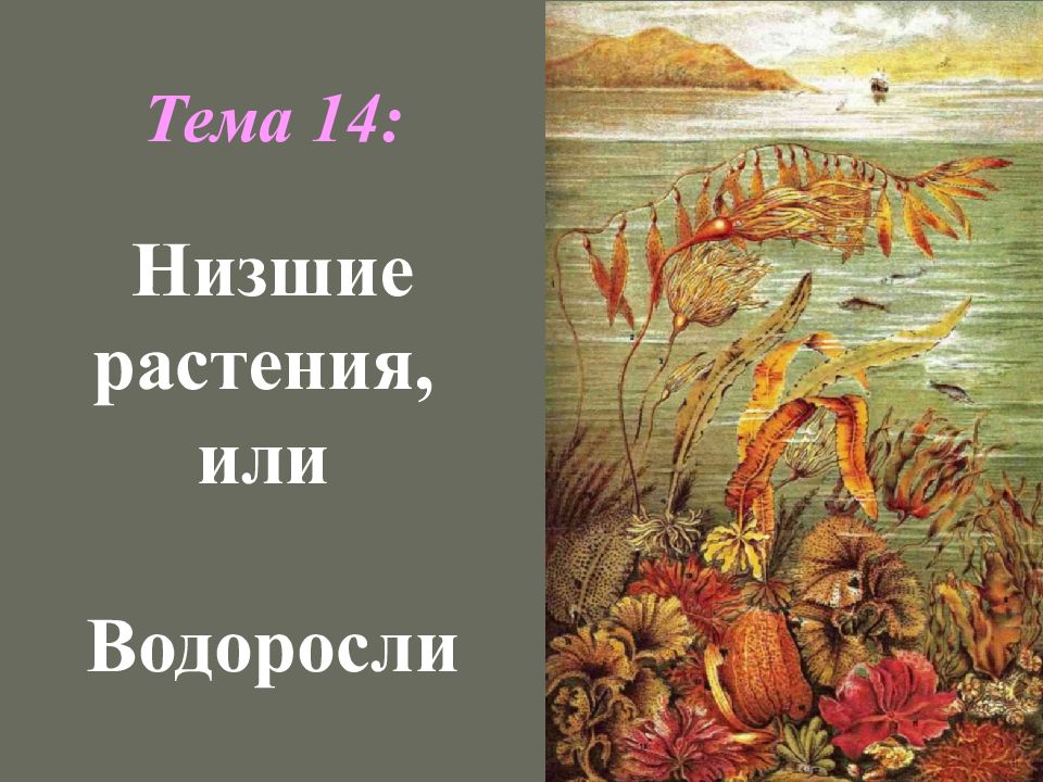 Тема 14 : Низшие растения, или Водоросли