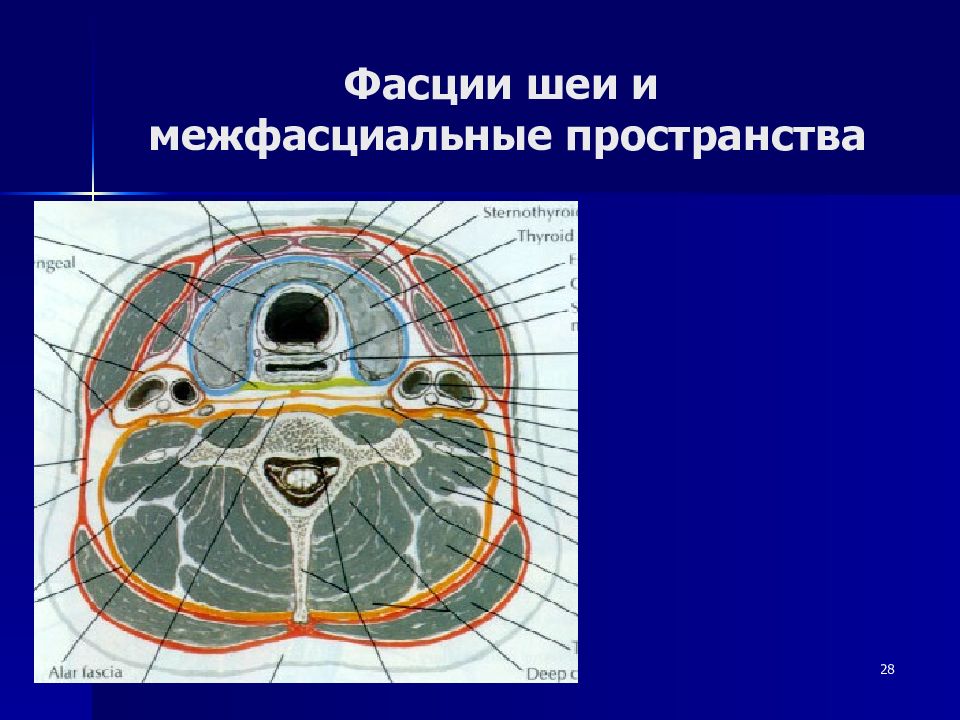 Пространства шеи. Фасции и межфасциальные пространства шеи. Межфасциальные пространства шеи по Шевкуненко. Межфасциальные клетчаточные пространства шеи. Межмышечные и межфасциальные пространства шеи.