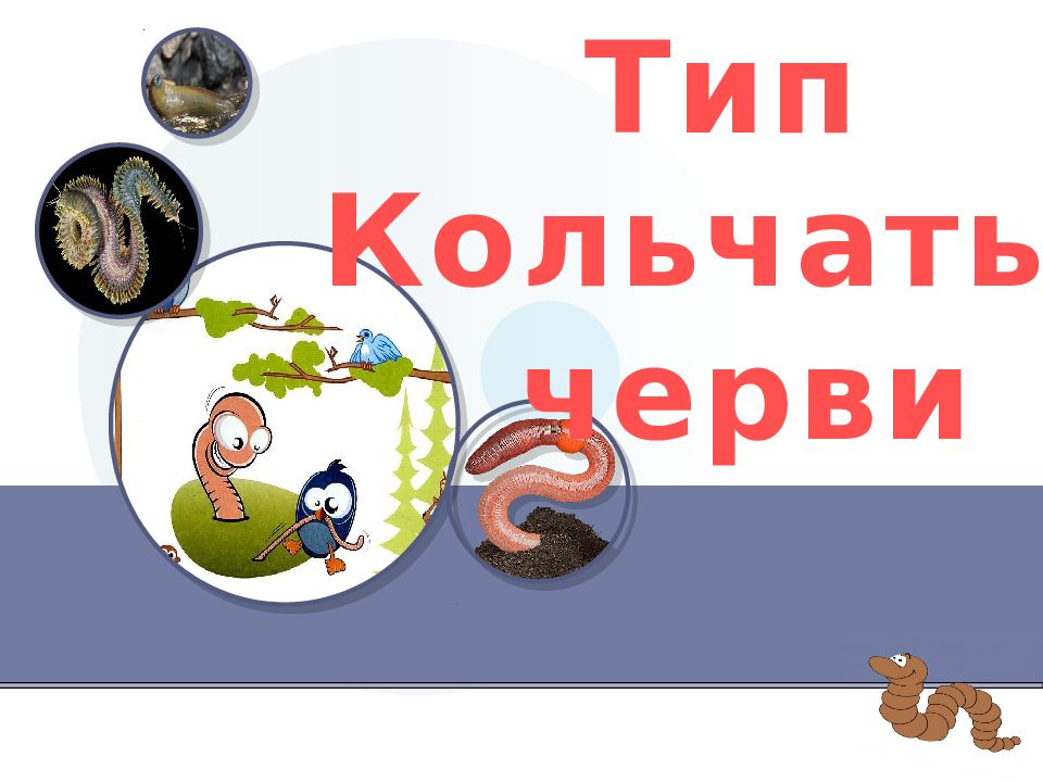 Тип Кольчатые черви
