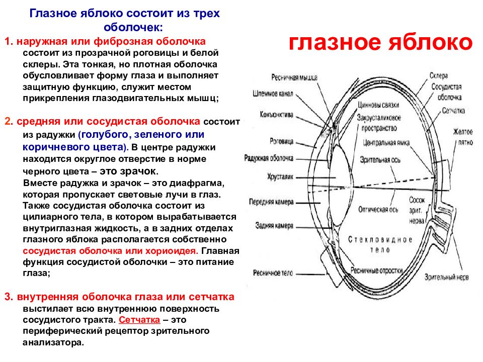 Анатомия и физиология глаза офтальмология презентация