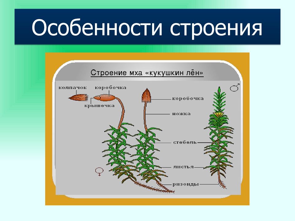 Строение сфагнума рисунок с надписями