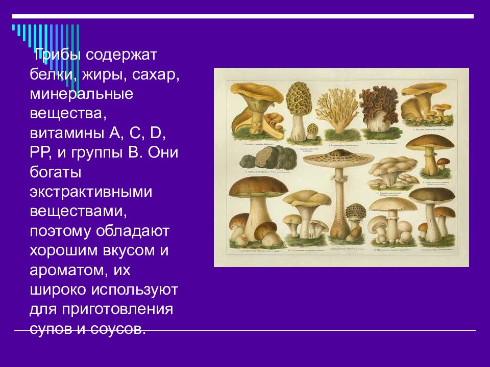 Грибы содержат. Грибы что содержат. Грибы витамины и минералы. Группы веществ содержащиеся в грибах. В стенках грибов содержится.