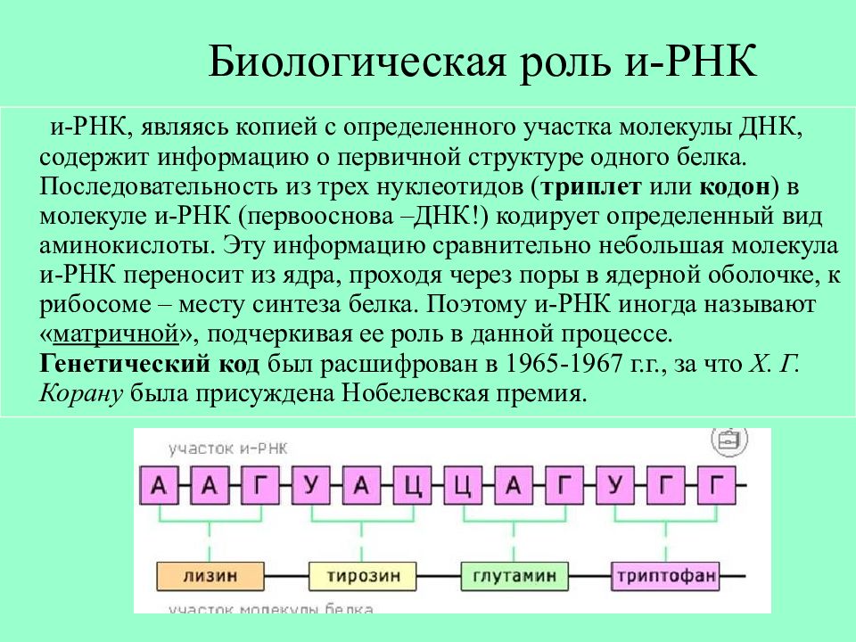 Примеры рнк. РНК. Структура информационной РНК. Строение ИРНК ТРНК РРНК. Образование матричной РНК.