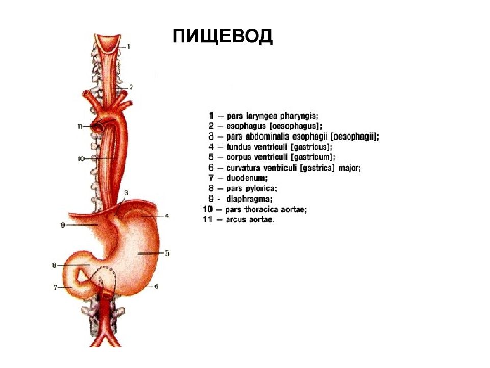 Строение пищевода и желудка. Пищевод и желудок анатомия. Пищевод схема.