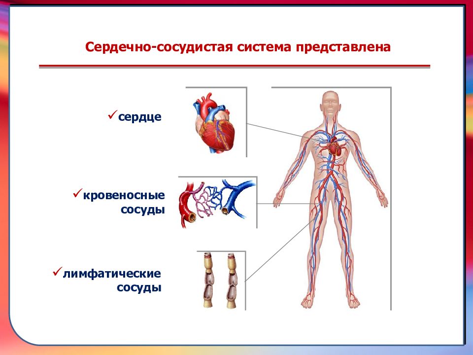 Презентация сердечно сосудистая система на английском