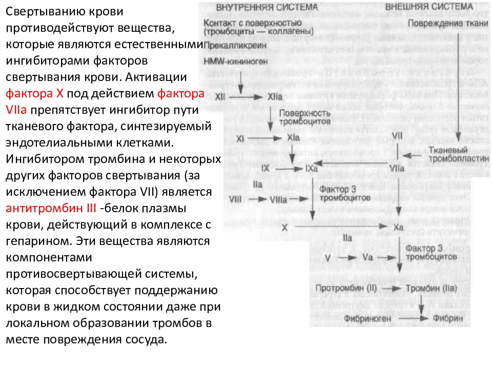 Свертывание крови физиология схема