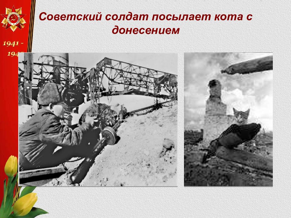 Что помогает победить на войне. Помоги выиграть войну. Они помогли победить животные на войне. Посылание солдату. Блокада ленинграда кошки.