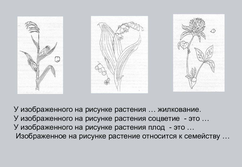 Тест цветок соцветие 6 класс. Растения изображенные на рисунке. Рисунок соцветия. Изображённое на картинке растение обладает соцветием. Растения по биологии зарисовки растений.