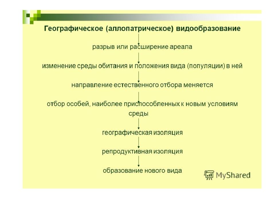 Географическое видообразование кратко. Этапы экологического видообразования. Этапы аллопатрического видообразования. Схема географического видообразования. Географическое видообразование.