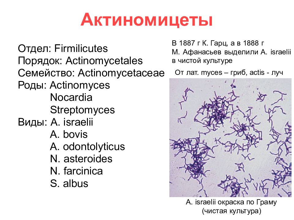 Актиномицеты микробиология презентация