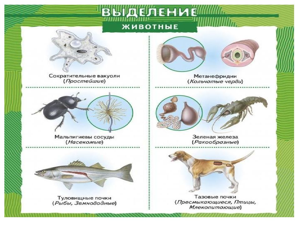 Выделение у растений и животных кратко. Выделение у растений и животных 6 класс таблица. Выделение у растений и животных. Выделение у растений и животных 6 класс презентация. Выделение у растений и животных картинки.