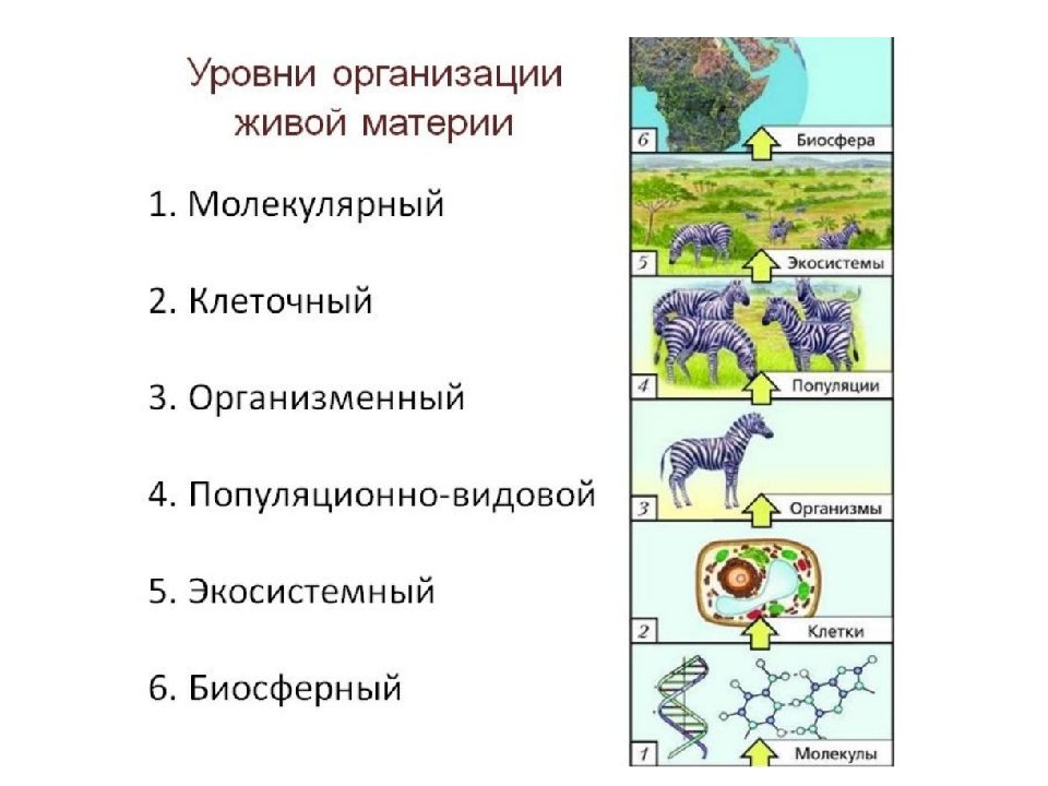 Процесс трансляции уровень организации живой природы