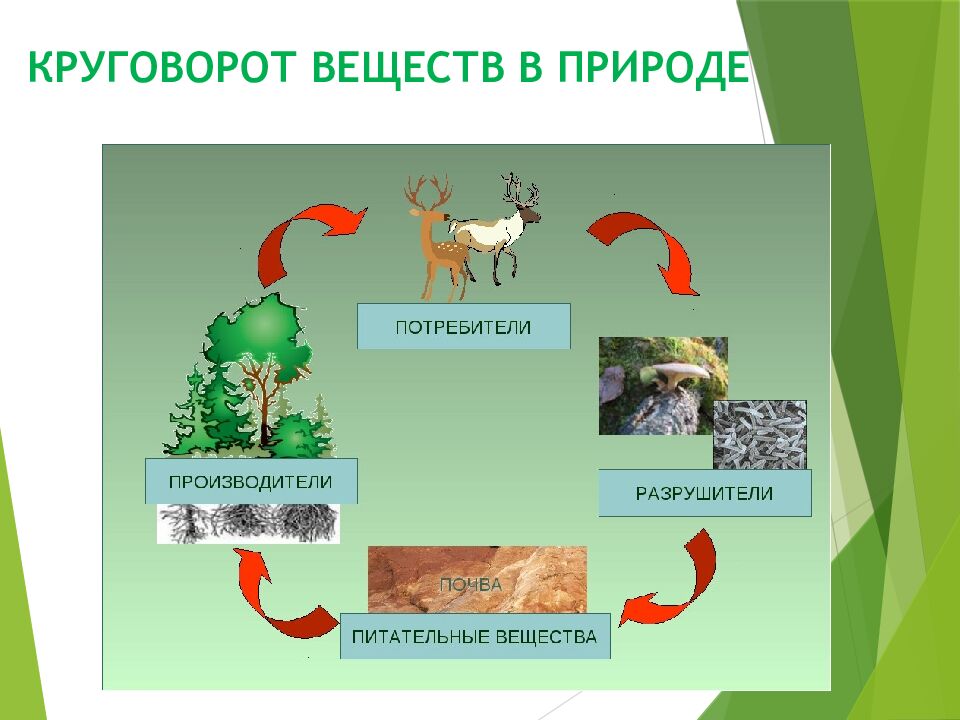 КРУГОВОРОТ ВЕЩЕСТВ В ПРИРОДЕ