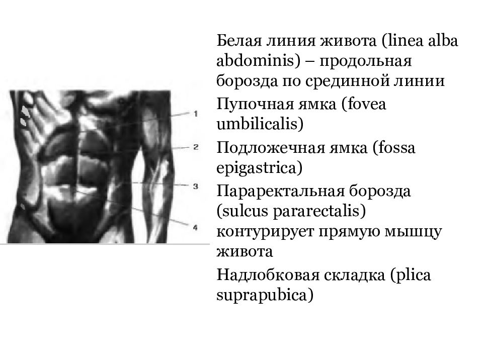 Линии живота. Мышцы белой линии живота. Линии живота анатомия. Строение белой линии живота.