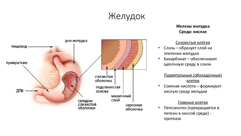 Среда в желудке. Какая среда в желудке человека.